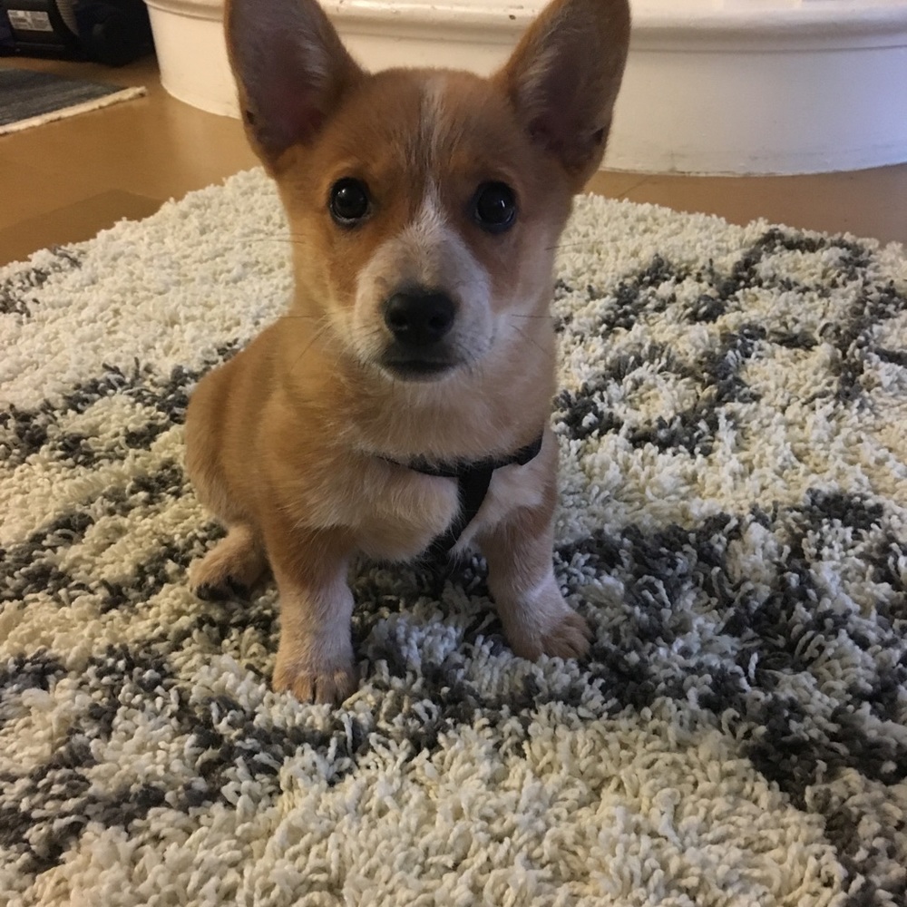 Meet your Posher, Kacie